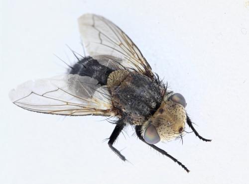 Gonia ornata